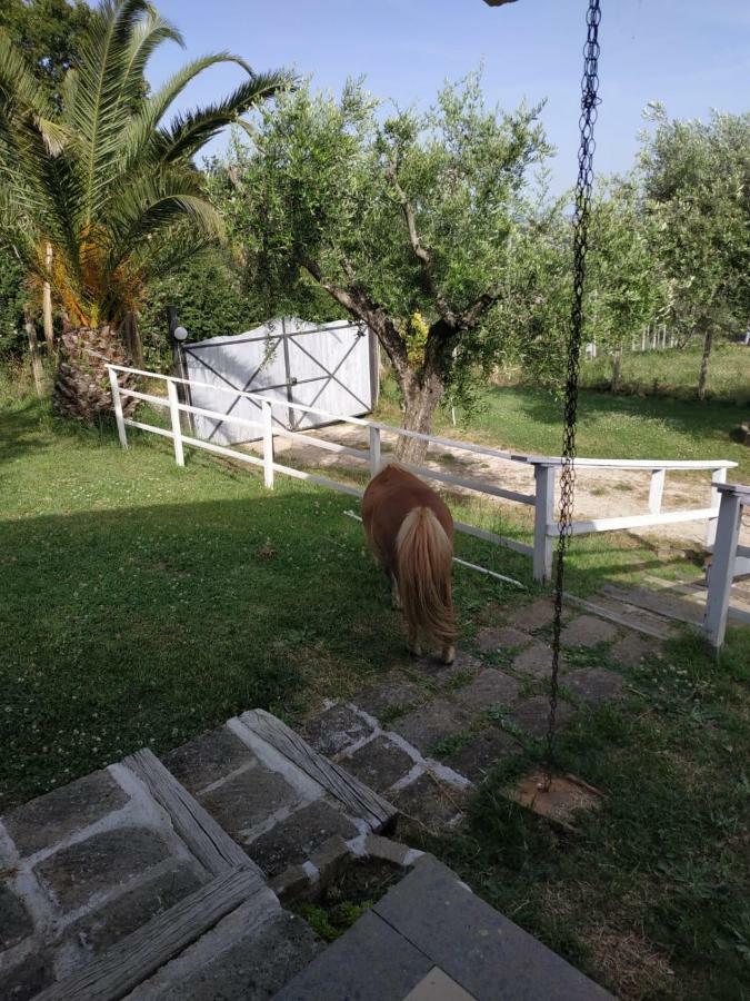 דירות טרוויניאנו רומאנו Il Poggio Degli Ulivi מראה חיצוני תמונה